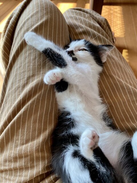 ホーリー 保護猫 自動給水機 プレゼント 自動給水機 かわいい 動画 面白い 子猫 クリスマスプレゼント