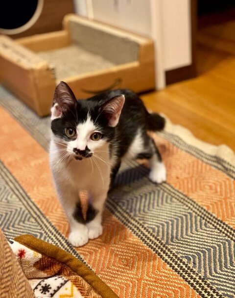 ホーリー 保護猫 自動給水機 プレゼント 自動給水機 かわいい 動画 面白い 子猫 クリスマスプレゼント