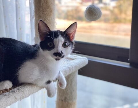 ホーリー 保護猫 自動給水機 プレゼント 自動給水機 かわいい 動画 面白い 子猫 クリスマスプレゼント