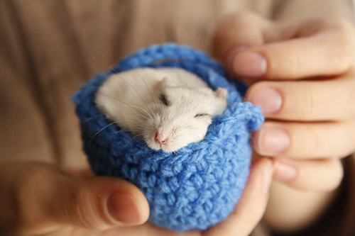 ハムスター　毛糸　かわいい　袋　画像