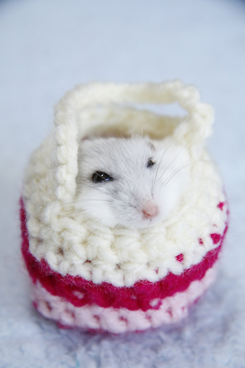 ハムスター　毛糸　かわいい　袋　画像