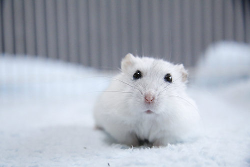 ハムスター　毛糸　かわいい　袋　画像