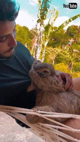 ナマケモノ 保護 救助 森 ハンモック スヤスヤ