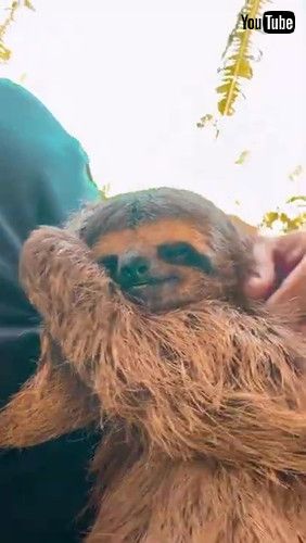 ナマケモノ 保護 救助 森 ハンモック スヤスヤ