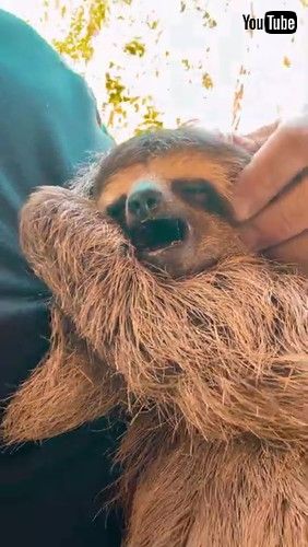 ナマケモノ 保護 救助 森 ハンモック スヤスヤ