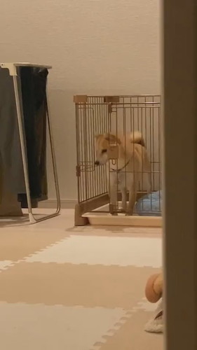 少しすねちゃったまめ助くん 柴犬 かわいい 面白動画 ShibaInu
