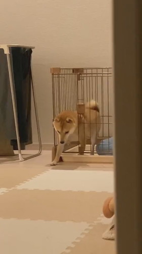 少しすねちゃったまめ助くん 柴犬 かわいい 面白動画 ShibaInu