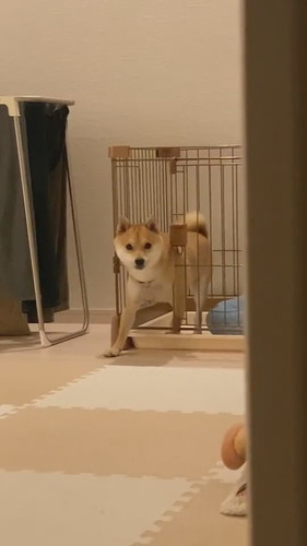 少しすねちゃったまめ助くん 柴犬 かわいい 面白動画 ShibaInu