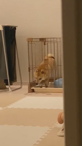 少しすねちゃったまめ助くん 柴犬 かわいい 面白動画 ShibaInu