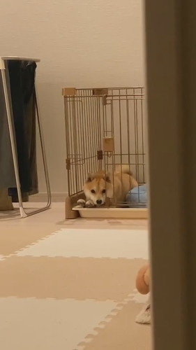少しすねちゃったまめ助くん 柴犬 かわいい 面白動画 ShibaInu