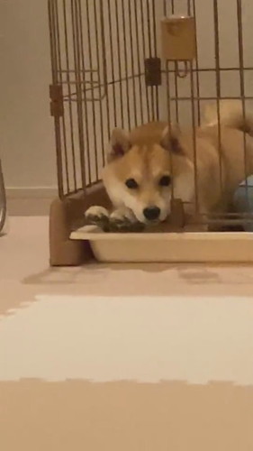 少しすねちゃったまめ助くん 柴犬 かわいい 面白動画 ShibaInu