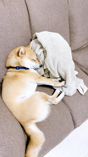 まめ助くん 柴犬 かわいい 面白動画 ShibaInu