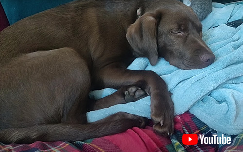 ワンちゃんが寝ている画像