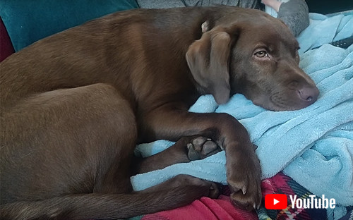 ワンちゃんが寝ている画像