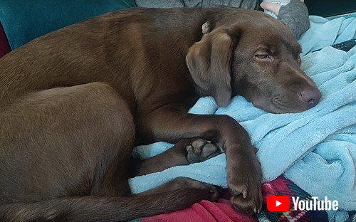 ワンちゃんが寝ている画像