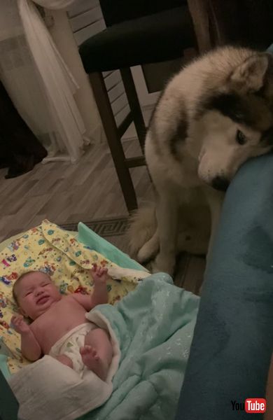 シベリアンハスキー　赤ちゃん　かわいい　動画　子守　優しい　癒やし　ワンコ　犬