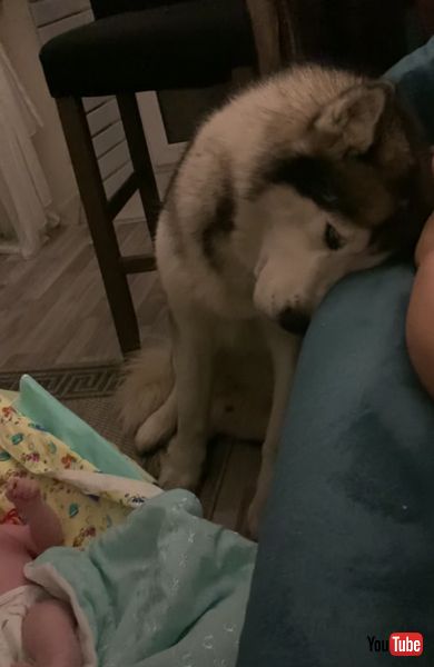 シベリアンハスキー　赤ちゃん　かわいい　動画　子守　優しい　癒やし　ワンコ　犬