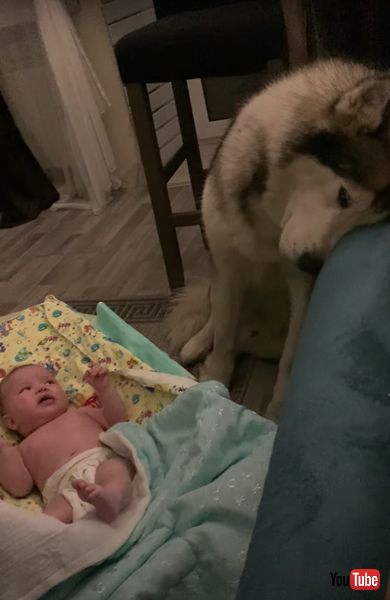 シベリアンハスキー　赤ちゃん　かわいい　動画　子守　優しい　癒やし　ワンコ　犬