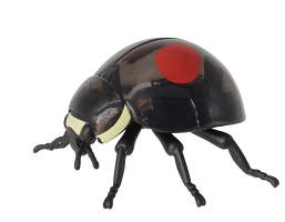 てんとう虫 昆虫