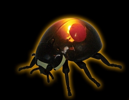 てんとう虫 昆虫