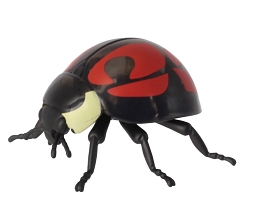 てんとう虫 昆虫