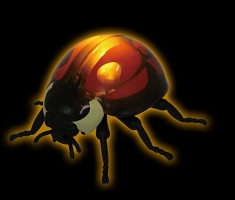 てんとう虫 昆虫