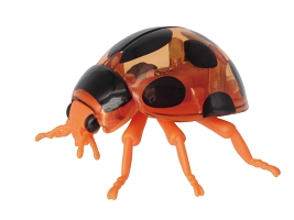 てんとう虫 昆虫