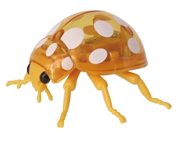 てんとう虫 昆虫