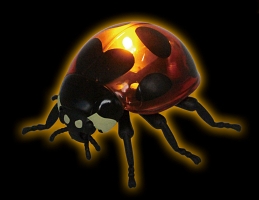 てんとう虫 昆虫