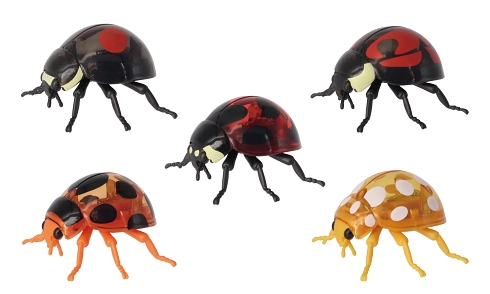 てんとう虫 昆虫