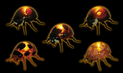 てんとう虫 昆虫