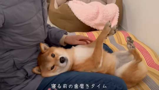 寝たい柴犬