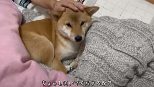 ママと寝たい 一歩も引かない 柴犬 添い寝 ベッド