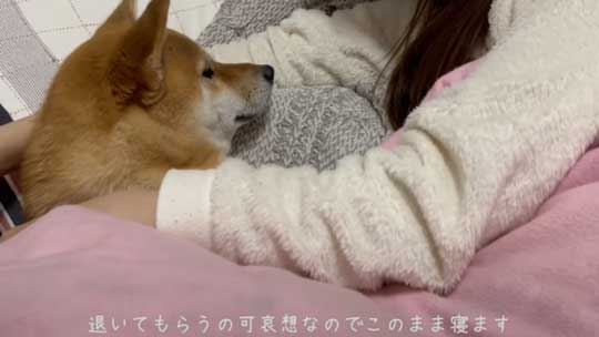 ママと寝たい 一歩も引かない 柴犬 添い寝 ベッド