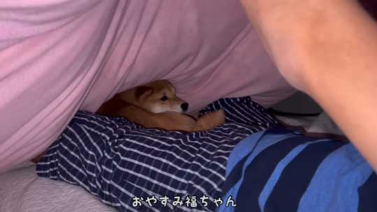 ママと寝たい 一歩も引かない 柴犬 添い寝 ベッド