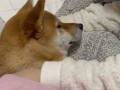 ママと寝たい柴犬、ベッドに先回りして……　強引に甘える姿が「人間の子供みたい」「癒やされる」と大反響