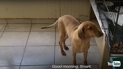 自らシェルターに来た犬 保護犬 ギリシャ ビフォーアフター 感動 ほっこり 動画 わんこ ビフォーアフター