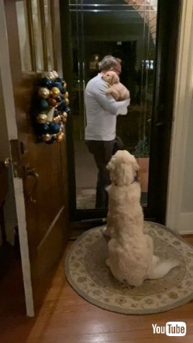 犬 子犬 初対面 ガラス ガス フィン 困惑 兄 弟