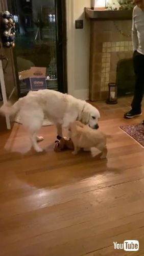 犬 子犬 初対面 ガラス ガス フィン 困惑 兄 弟