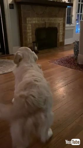 犬 子犬 初対面 ガラス ガス フィン 困惑 兄 弟