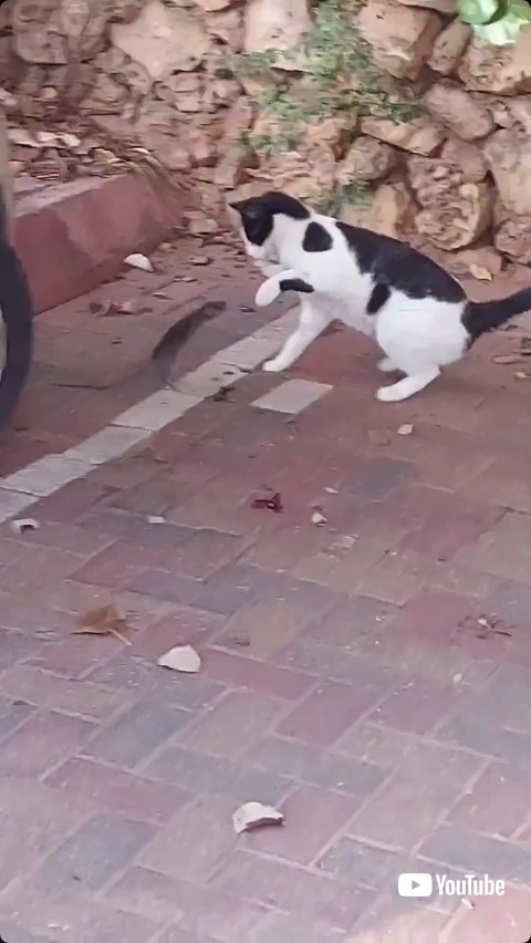 猫に襲いかかるネズミ