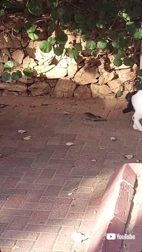 ネズミに負けた猫