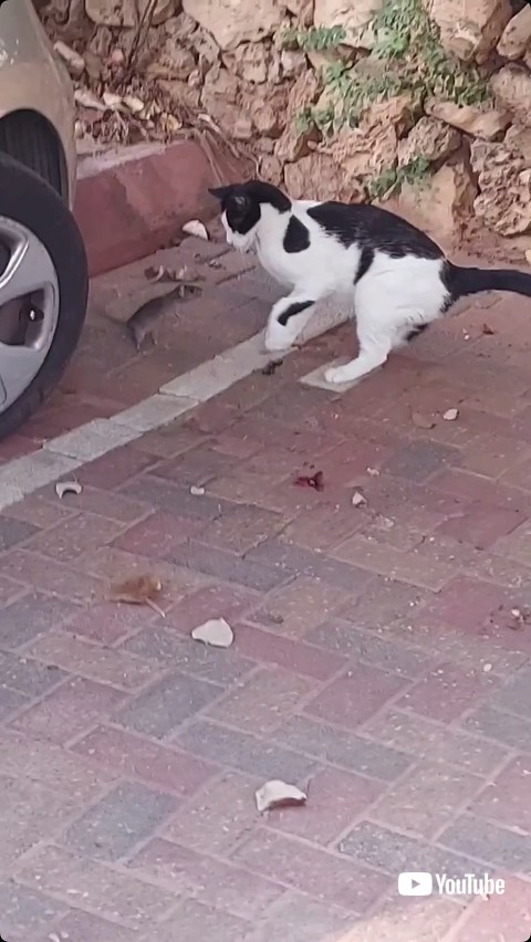 ネズミを撃退しようとする猫