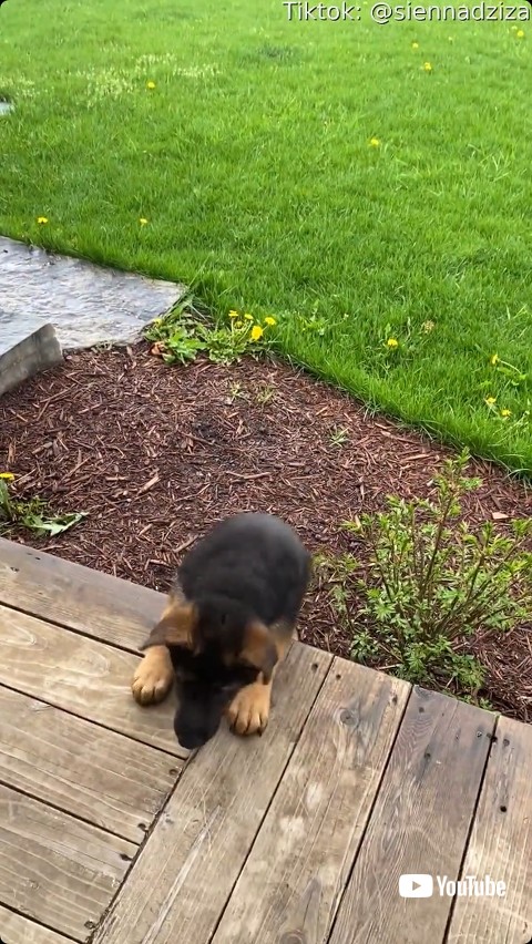 近寄ってくる子犬