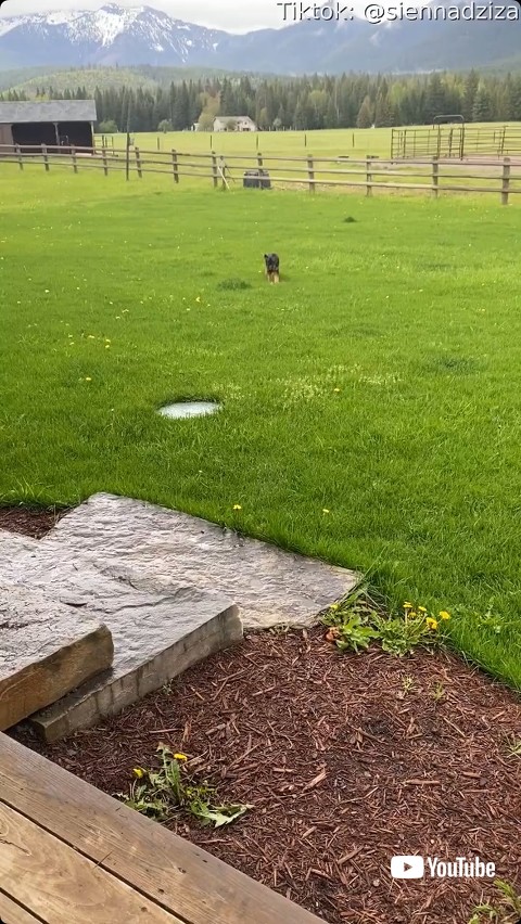 走ってくる子犬