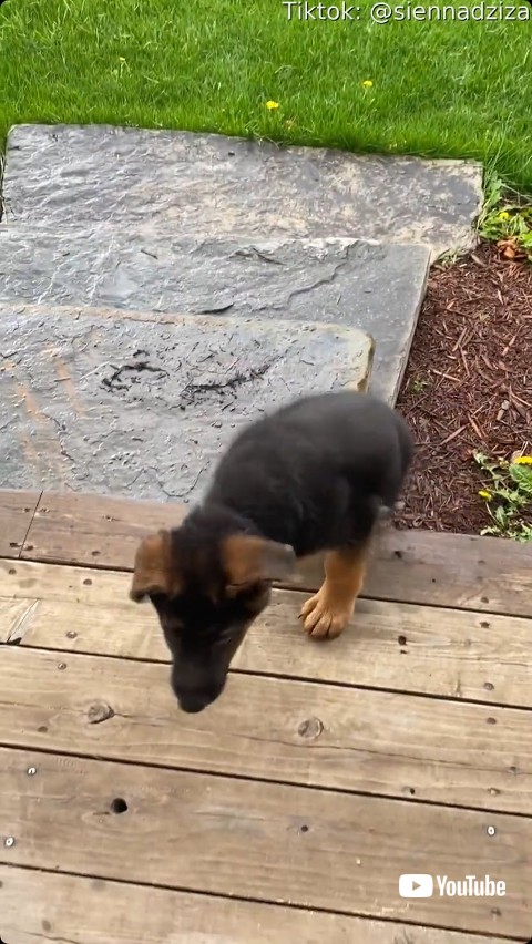 階段を登ろうとする子犬