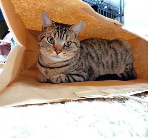 ペット手帳 ベストショット