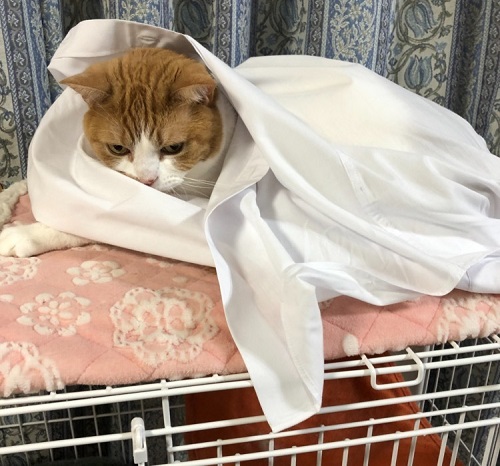 ペット手帳 ベストショット