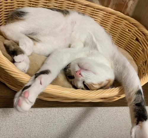 ペット手帳 ベストショット