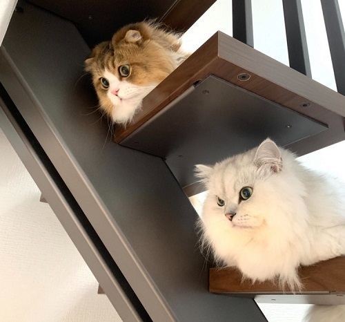 ペット手帳 ベストショット